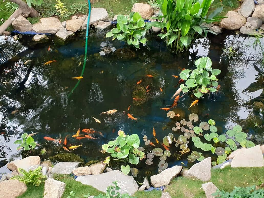 koi fish pond in hyderabad
